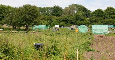 Sheep's head found buried on allotment among potatoes as authorities investigate alleged animal slaughter