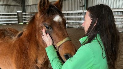 Equine therapy horse Jess still working at 42 in in Western Victoria