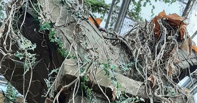 Woman 'embarrassed' at Tropical World in Leeds by 'dead and dying plants, dirt and dust'