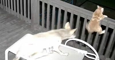 Heart-stopping moment cat narrowly avoids being eaten by coyote on own front porch