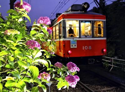'Hydrangea Train' offers flowery views of Japan's Hakone Prefecture