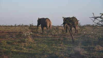 Kenyan farmers test 'smart' fences to curb elephant invasions