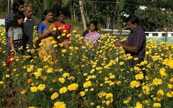 A flowery trial with marigolds