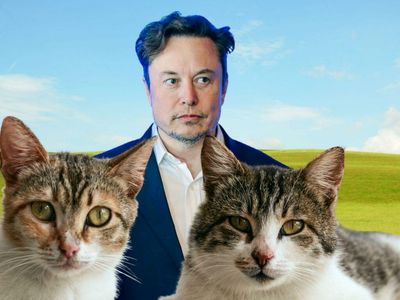 Elon Musk Warns His Son About Owning Cats After Woman Is Eaten By 20 Feline Pets