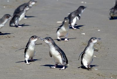 Climate change causing "mass die-offs"