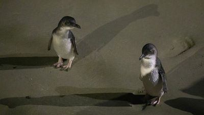 The world's smallest penguins are washing up dead in New Zealand