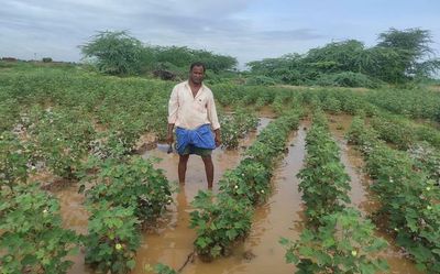 Cotton crop inundated in Roddam, Chitravathi overflowing