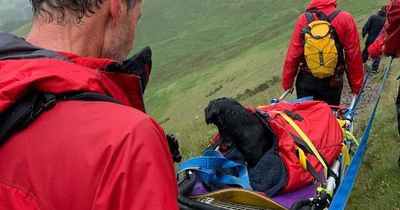 Labrador had to be rescued after falling off side of 3,000ft mountain