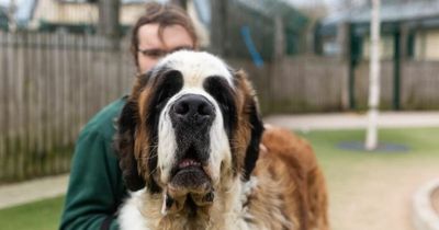St Bernard who loves hot dogs and toilet roll tubes is desperate to find a family