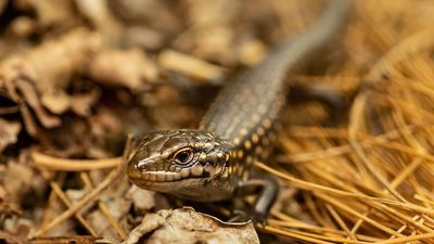 Tiny arrivals at Guthega skink chalet a big moment in alpine critter's fight back from the brink of extinction