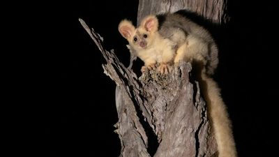 Greater glider 'Goldilocks Boxes' to provide protection after Black Summer fires