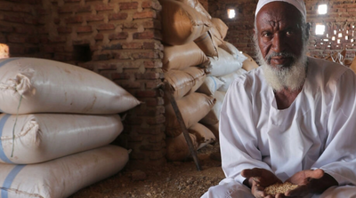 Sudan Wheat Harvest Waits to Rot as Hunger Crisis Looms