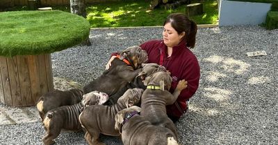 Plea to stop buying bulldogs as charity gets 10 with health problems in a week