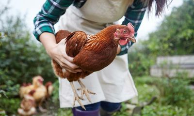 Bird flu is on the rise in the UK. Are chickens in the back garden to blame?