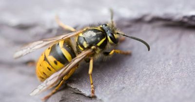 Homeowners told not to kill wasps, flies and bugs in their homes this summer