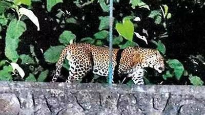 Maharashtra: Leopard kills goats, hens in cattle shed; caught & released in forest