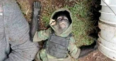 'Narco monkey' in bulletproof vest killed in cartel shootout as gang post bizarre tribute