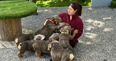 'Worst ever' litter of sick puppies as public warned not to buy bulldogs