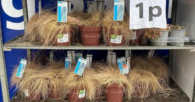 B&M sparks debate among supermarket shoppers after selling ‘dead’ plants for 1p