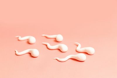 The sperm evolutionary arms race