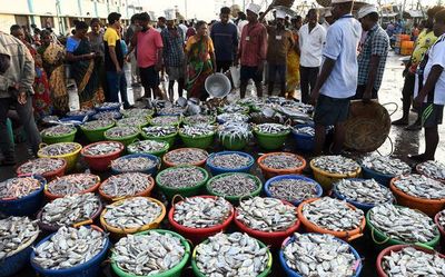 Kasimedu fish market comes alive as boats return from the sea