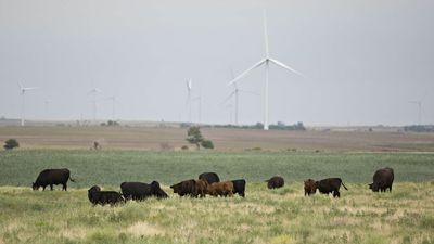 Blistering heat wave threatens cattle herds after thousands died last week