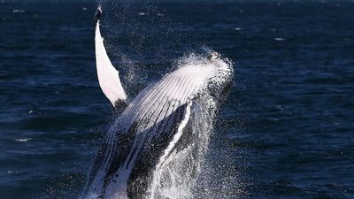 Where to watch humpback whales and southern right whales in Australia during winter