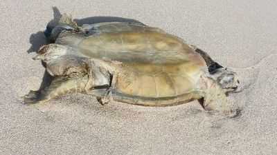Illegal foreign fishing crews blamed for killing protected turtles on Australian islands