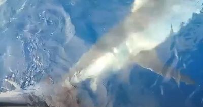 Horror video shows 10ft shark circulating boat as it tries to steal fishermen's catch