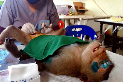 Macaques screened for monkeypox during neutering