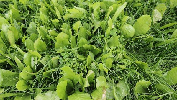 How to sow a multi-species sward on your farm