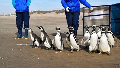 Happy Sweet: Touching Moment Rescue Penguins Are Released Back Into Sea