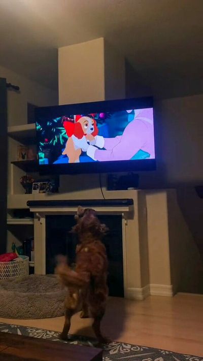 Lady And The Grrr-amp: Adorable Doggie Disney Fan Dances For Lady But Growls For Tramp