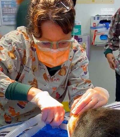 Bear Necessities: Rare Sun Bears That Were Rescued From Animal Traffickers Get Health Checkup
