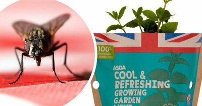 65p plant from Asda could keep your house free of flies this summer