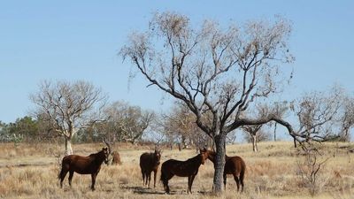 NT Police drop dozens of charges against shooters over alleged mass horse killing on NT station