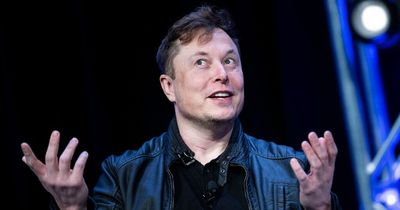Cartoon racoon entrepreneur already 'world's first trillionaire' - beating Elon Musk