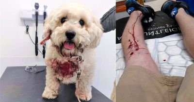 Assistance dog and walker seriously injured in silent attack by hunting dogs in Co Armagh