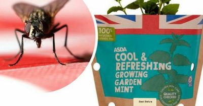 This 65p plant from Asda could stop flies coming into your home in hot weather