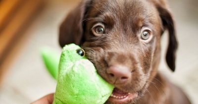 Scientists reveal what your dog thinks about their toys - and how they have favourites