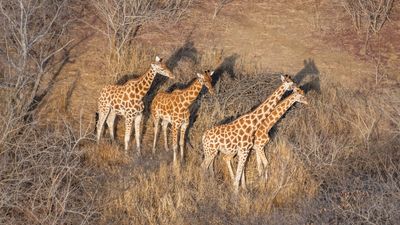 New population of critically endangered Kordofan giraffes found in Chad