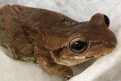 Tiny tree frog found 4,000 miles from home in pack of bananas in south London