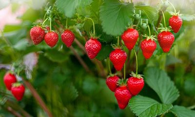 Strawberries without cream! 10 delicious savoury recipes for the fruit, featuring duck, burrata, turbot …
