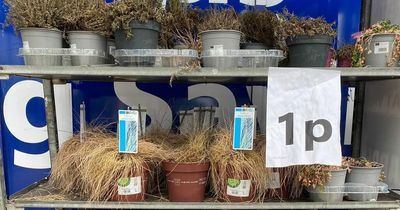 B&M slammed by shoppers as 'criminal' for selling potted plants for just 1p