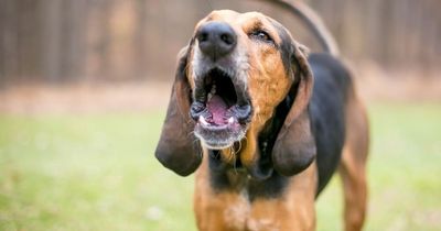 Neighbour divides opinion over 'threatening' Wi-Fi name to get dog to shut up