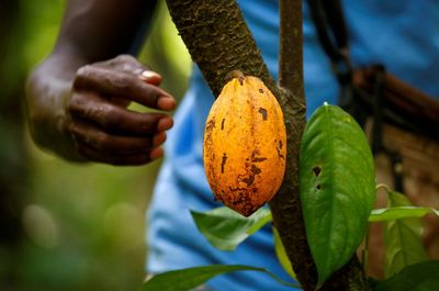 Ivory Coast rain helps early growth of cocoa main crop, farmers say