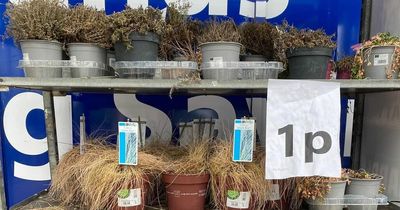 B&M shoppers slam 1p plants that 'even Jesus couldn't resurrect'