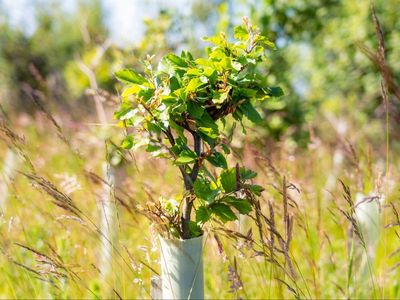 ‘Total policy failure’: Government less than half way to hitting annual tree planting target