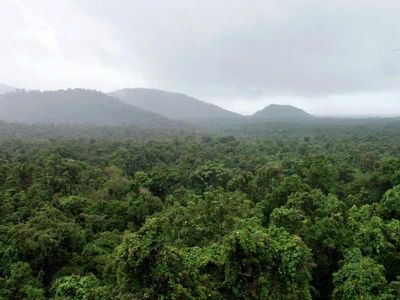 Parasitic vines a climate rainforest risk