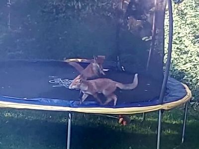 Foxes filmed bouncing on family’s trampoline